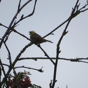 Yellowhammer