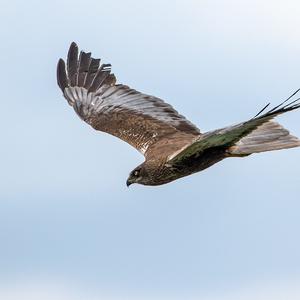 Western Marsh-harrier