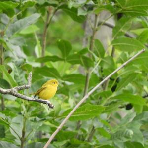 Yellow Warbler