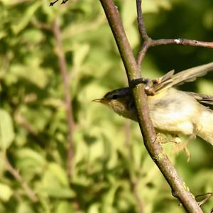 Willow Warbler