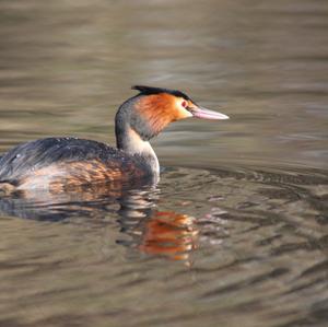 Great Crested Grebe