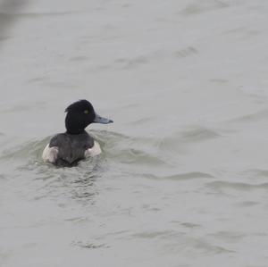 Tufted Duck