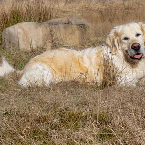 Retriever (Golden)