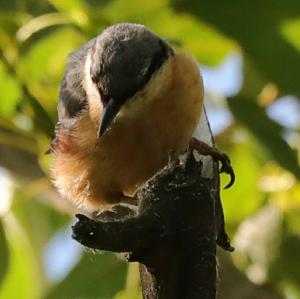 Wood Nuthatch