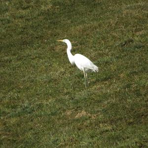 Great Egret