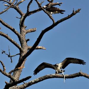 Osprey