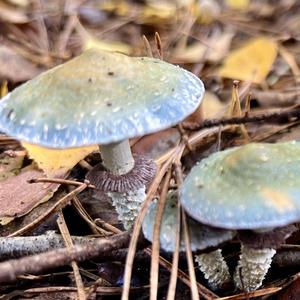 Tacky Green Russula