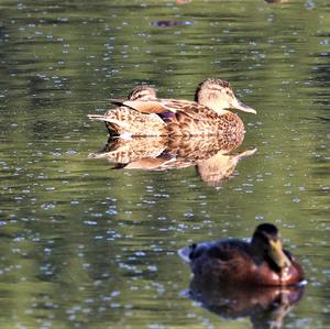 Mallard