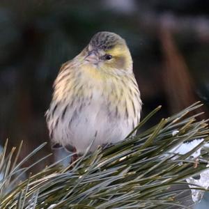 Eurasian Siskin