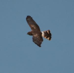 Northern Harrier