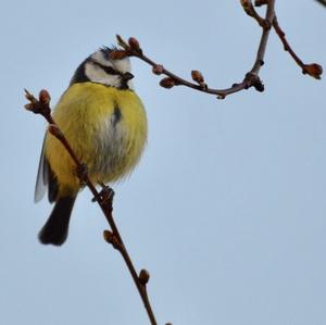 Blue Tit