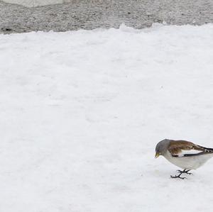 White-winged Snowfinch