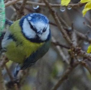 Blue Tit