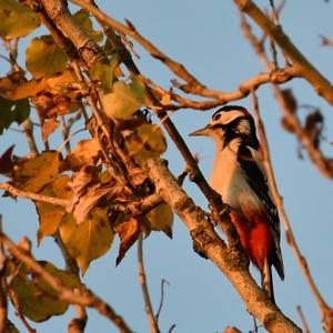 Great Spotted Woodpecker