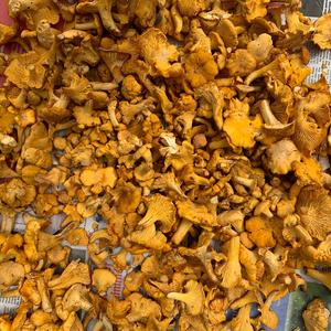 Chanterelle, Common