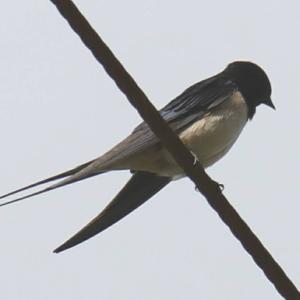 Barn Swallow