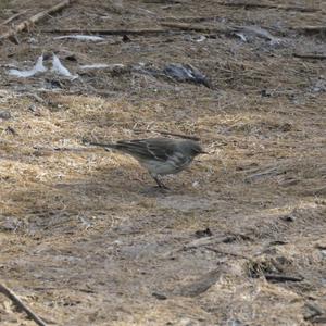 Water Pipit