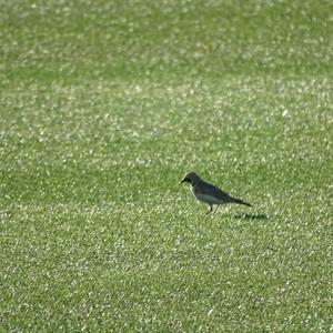 Horned Lark