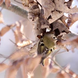 Goldcrest