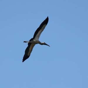 Wood Stork