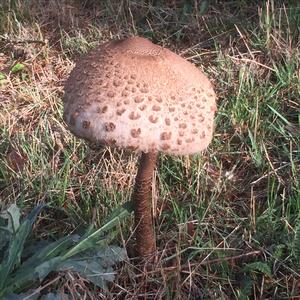 Spring Agaric