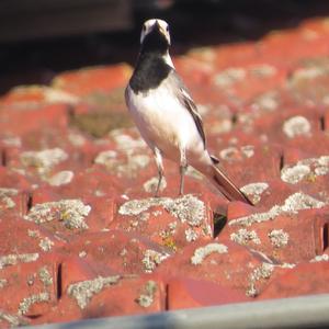 White Wagtail