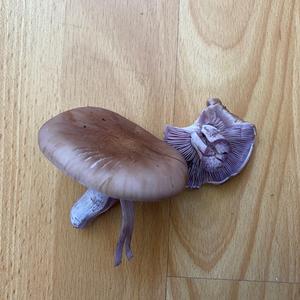 Wood Blewit