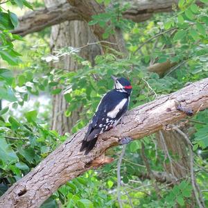 Great Spotted Woodpecker