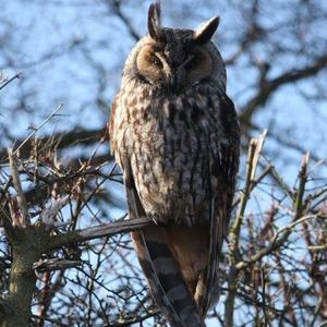 Long-eared Owl