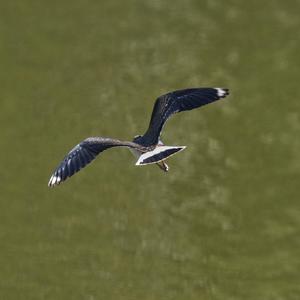 Northern Lapwing