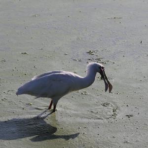 Eurasian Spoonbill