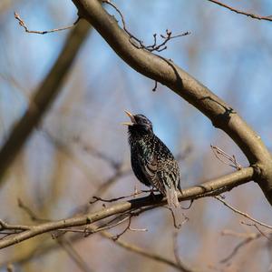 Spotless Starling