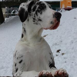 Great Dane