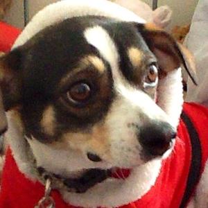 Unknown Breed