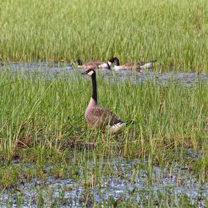 Canada Goose