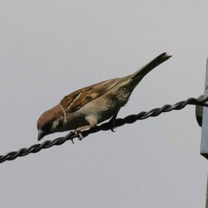 Eurasian Tree Sparrow