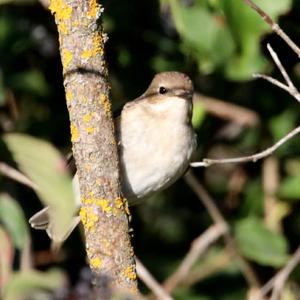 Spotted Flycatcher