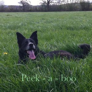 Unknown Breed