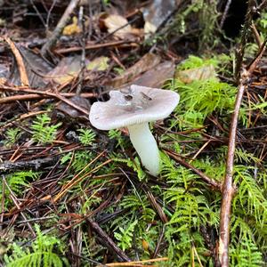 Cloudy Clitocybe