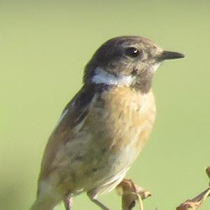 European stonechat