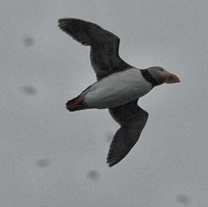 Atlantic Puffin