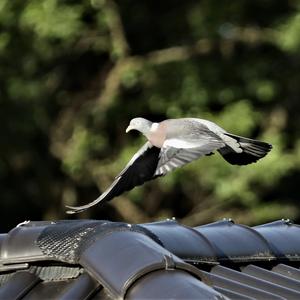 Common Wood-pigeon