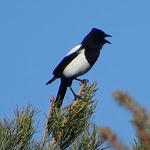 Black-billed Magpie