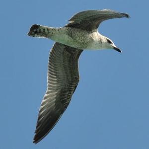 Lesser Black-backed Gull