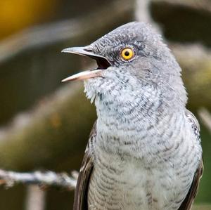 Barred Warbler