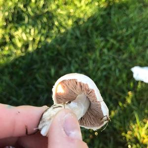 Meadow Agaric