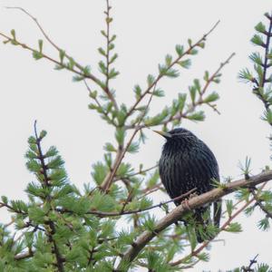 Common Starling