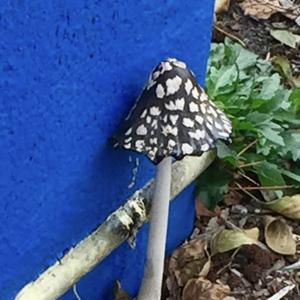 Magpie Ink-cap