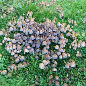 Non-inky Coprinus