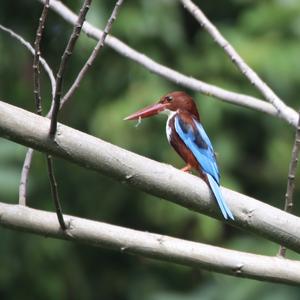 White-throated Kingfisher